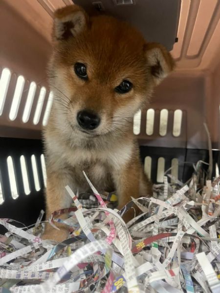 2022/02/14 『美國舊金山』柴犬GOGO美國舊金山!! 2022/02/14 『美國舊金山』柴犬GOGO美國舊金山!!